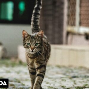 Κτηνωδία στη Θεσσαλονίκη: Συνταξιούχος αστυνομικός δηλητηρίασε με φόλα οκτώ αδέσποτες γάτες