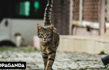 Κτηνωδία στη Θεσσαλονίκη: Συνταξιούχος αστυνομικός δηλητηρίασε με φόλα οκτώ αδέσποτες γάτες