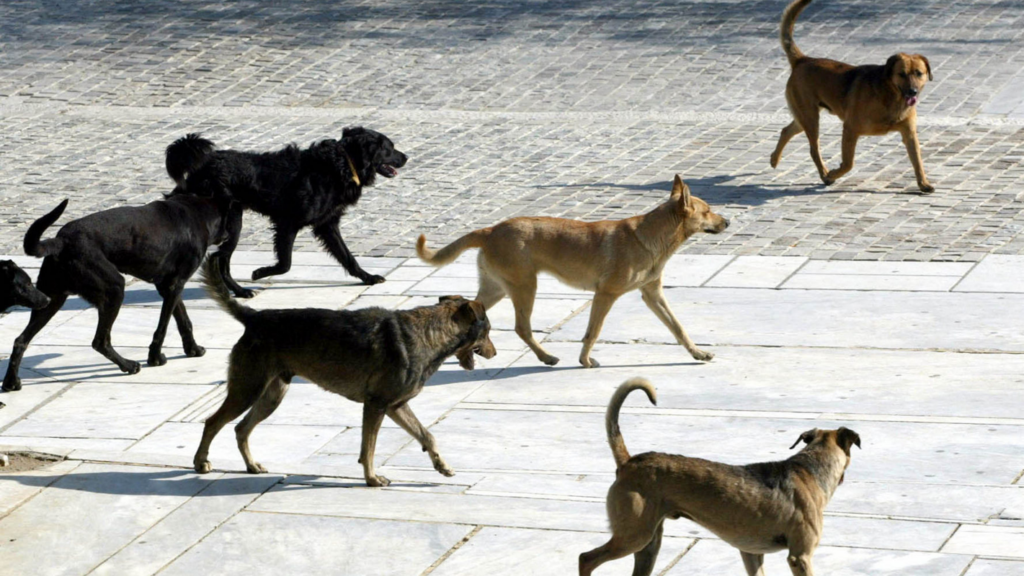 «Φοβόμαστε να κυκλοφορήσουμε»: Αγέλη 20 σκύλων προκαλεί τρόμο σε Πυλαία, Τούμπα και Καλαμαριά (βίντεο)