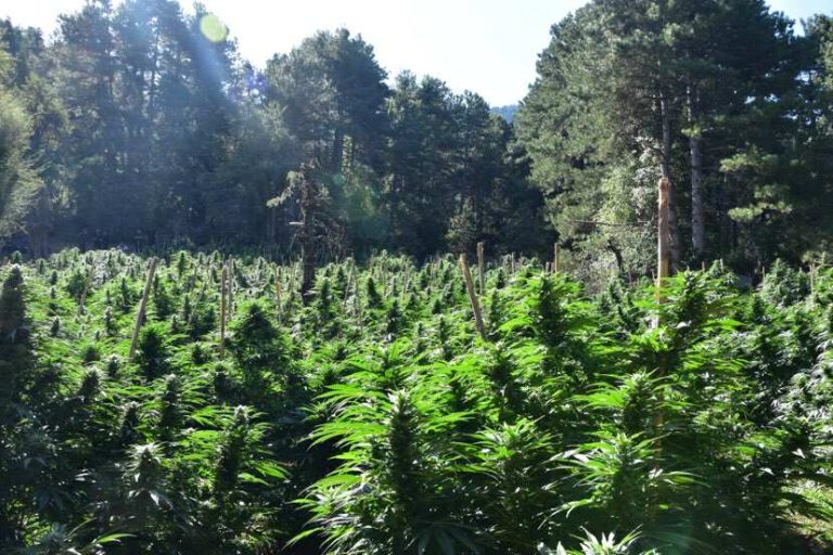 Εντοπίστηκαν έξι φυτείες κάνναβης στον Μυλοπόταμο – Κατασχέθηκαν 57 δενδρύλλια