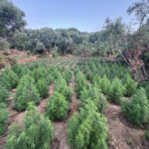 Τεράστια επιχείρηση της ΕΛΑΣ στη Μεσσηνία: Ξηλώθηκαν 1.532 δενδρύλλια κάνναβης – Πάνω από 2 εκατ. τα κέρδη (φωτο)