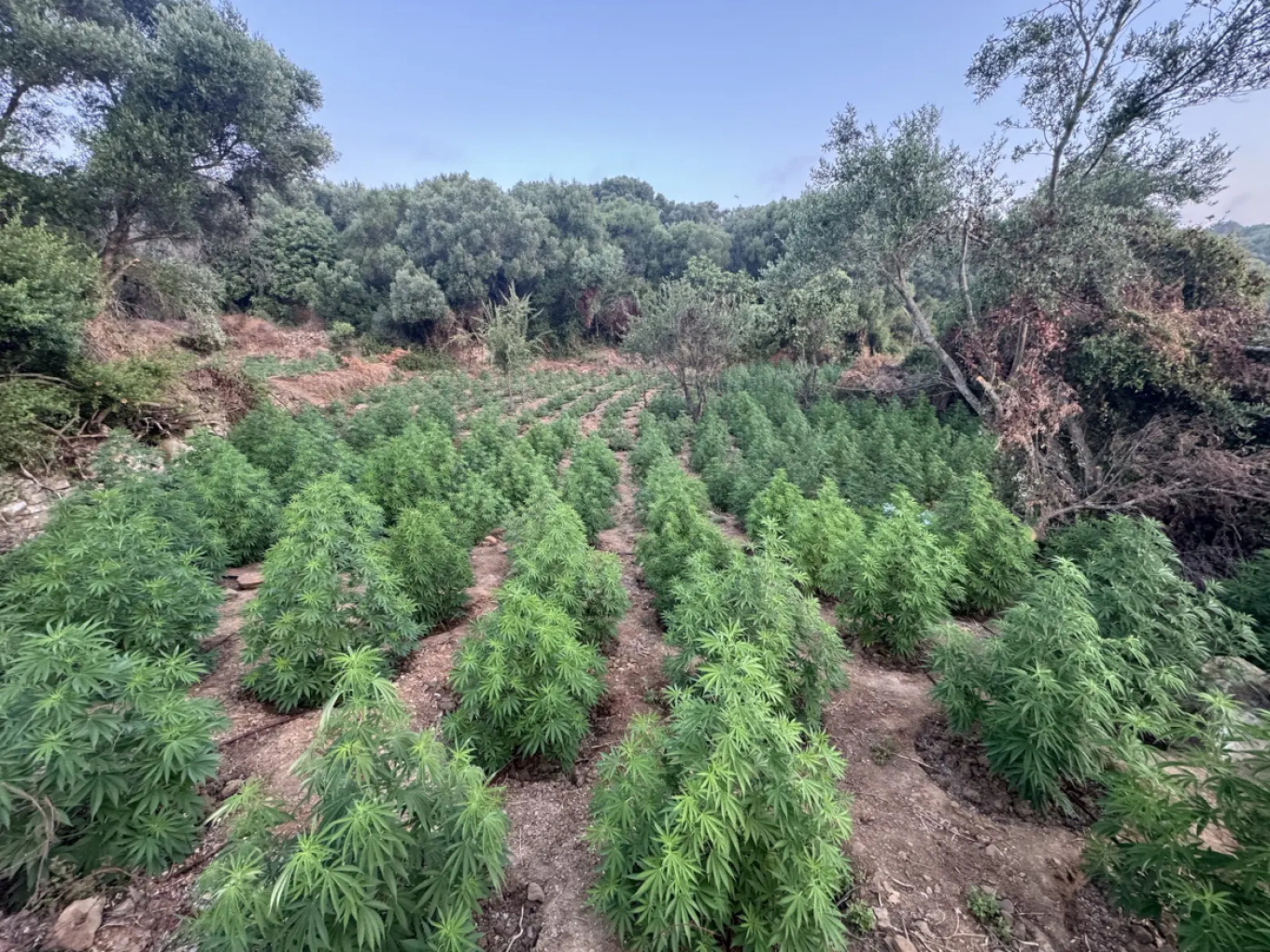 Τεράστια επιχείρηση της ΕΛΑΣ στη Μεσσηνία: Ξηλώθηκαν 1.532 δενδρύλλια κάνναβης – Πάνω από 2 εκατ. τα κέρδη (φωτο)