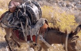 Οι Ιρανοί μεταφέρουν τον κινητήρα ενός καταρριφθέντος MQ-9 Reaper με γαϊδούρι!