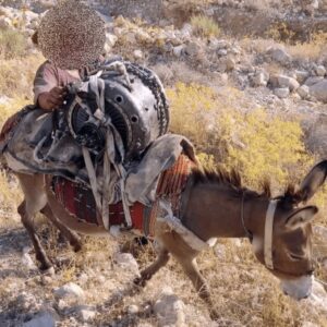 Οι Ιρανοί μεταφέρουν τον κινητήρα ενός καταρριφθέντος MQ-9 Reaper με γαϊδούρι!