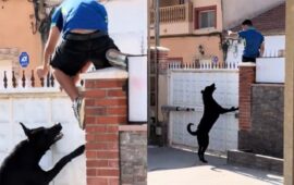 Βίντεο: Σκύλος κυνηγά Μαροκινό παράνομο μετανάστη που είχε μπει σε αυλή κατοικίας στη Θέουτα