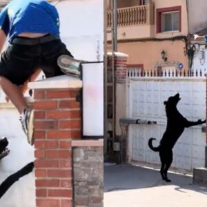 Βίντεο: Σκύλος κυνηγά Μαροκινό παράνομο μετανάστη που είχε μπει σε αυλή κατοικίας στη Θέουτα