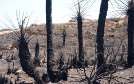 Εικόνες καταστροφής στο νότιο Ρέθυμνο μετά την μεγάλη φωτιά