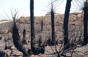 Εικόνες καταστροφής στο νότιο Ρέθυμνο μετά την μεγάλη φωτιά