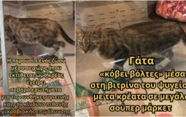 Γάτα περπατούσε αμέριμνη μέσα στη βιτρίνα κρεάτων σε κατάστημα Happy Center στην Κωνσταντινούπολη! (βίντεο)