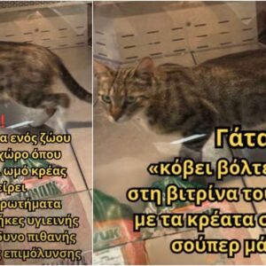Γάτα περπατούσε αμέριμνη μέσα στη βιτρίνα κρεάτων σε κατάστημα Happy Center στην Κωνσταντινούπολη! (βίντεο)