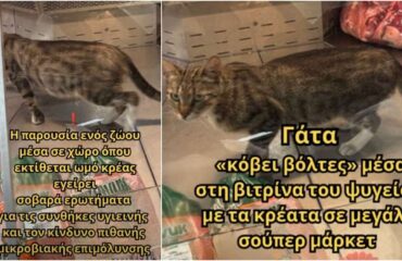 Γάτα περπατούσε αμέριμνη μέσα στη βιτρίνα κρεάτων σε κατάστημα Happy Center στην Κωνσταντινούπολη! (βίντεο)