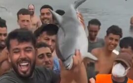 Βίντεο από τη Θέουτα δείχνει θανάτωση μικρού δελφινιού στην παραλία από μουσουλμάνους παράνομους μετανάστες