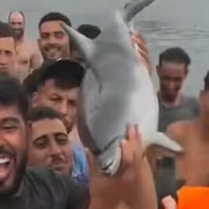 Βίντεο από τη Θέουτα δείχνει θανάτωση μικρού δελφινιού στην παραλία από μουσουλμάνους παράνομους μετανάστες