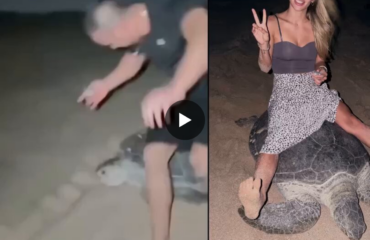 Ομάν: Σύλληψη για ζευγάρι Ουκρανών που καβάλησαν χελώνα (βίντεο)